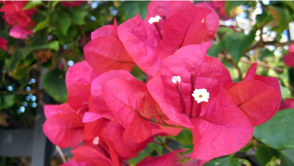 Barbara Karst Bougainvillea